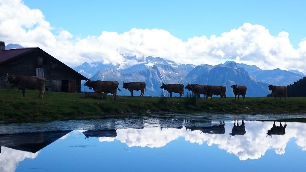 Chalet Enzian Riederalp Esterno foto